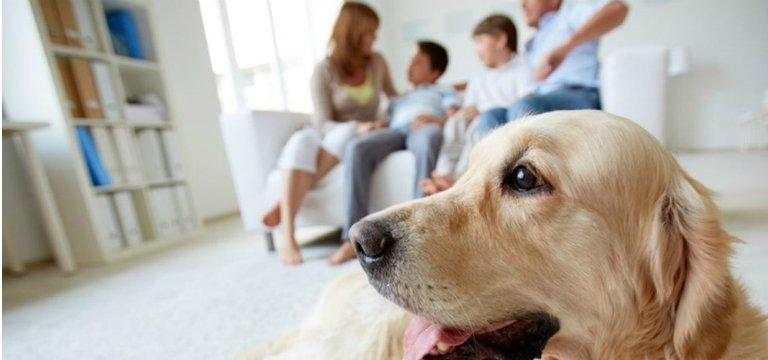 घर में पालतू पशु हो तो कितना काम आता है खुला-बड़ा घर!