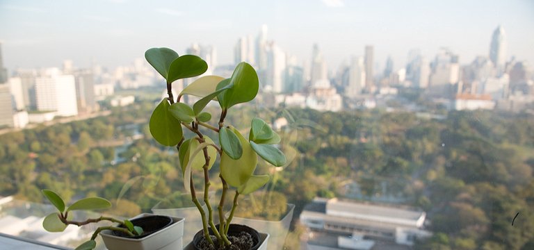 Wave City के साथ अपने परिवार को दीजिये स्वच्छ वातावरण में रहने का मौका