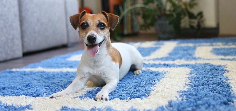 अपने घर में पालतू पशु की ऐसे करें देख-रेख